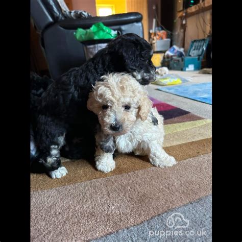 poochan|poochon puppies for sale uk.